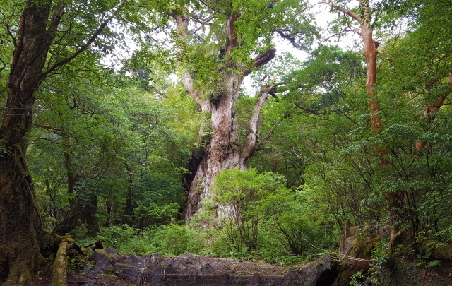 The massive Yakusugi cedar on Yakushima Island, Kagoshima